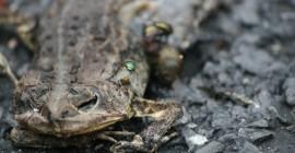 A dead Frog A dead Frog