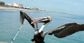 Pelican Pelican